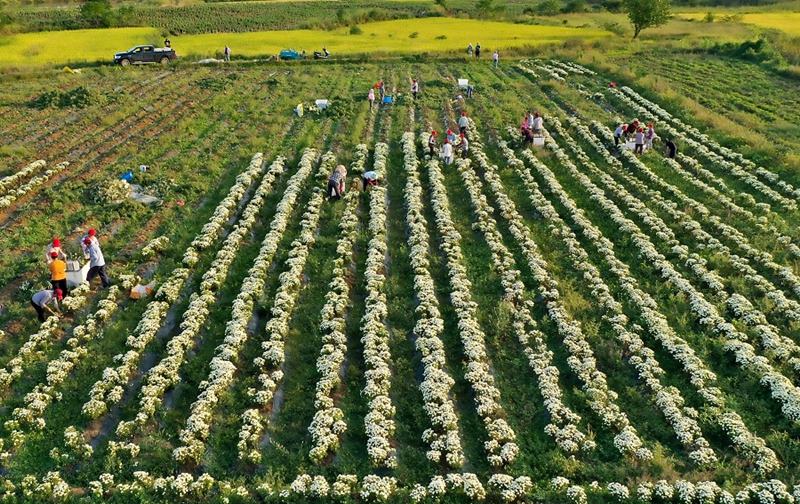 Festival agrícola celebrado na China 