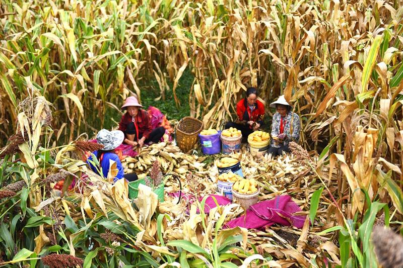 Festival agrícola celebrado na China 