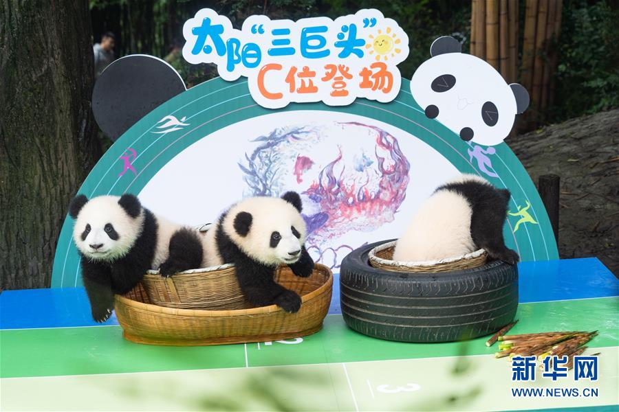 Chengdu: filhotes de panda nascidos em 2020 em Chengdu apresentados durante atividade prévia ao Dia Nacional