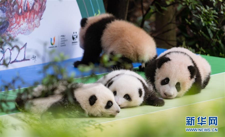 Chengdu: filhotes de panda nascidos em 2020 em Chengdu apresentados durante atividade prévia ao Dia Nacional