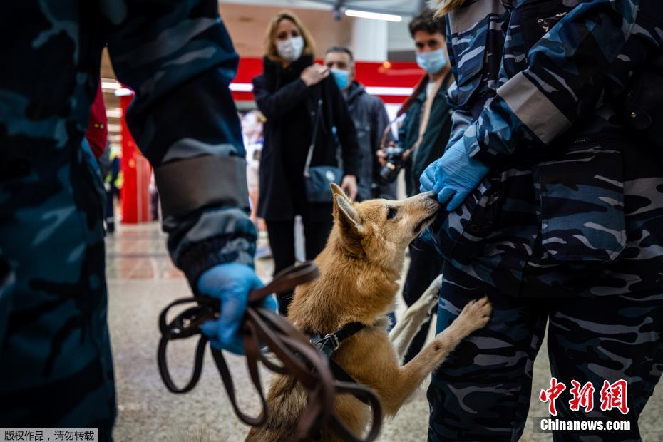 Cães farejadores russos identificam Covid-19 em aeroporto