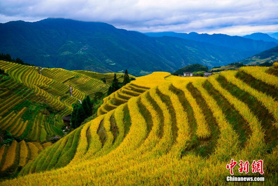 Galeria: paisagens outonais em Longsheng