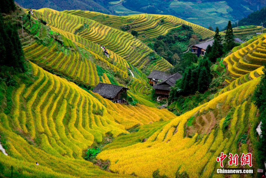 Galeria: paisagens outonais em Longsheng