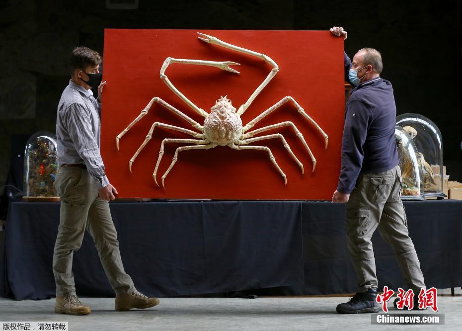 Santola gigante japonesa leiloada no Reino Unido