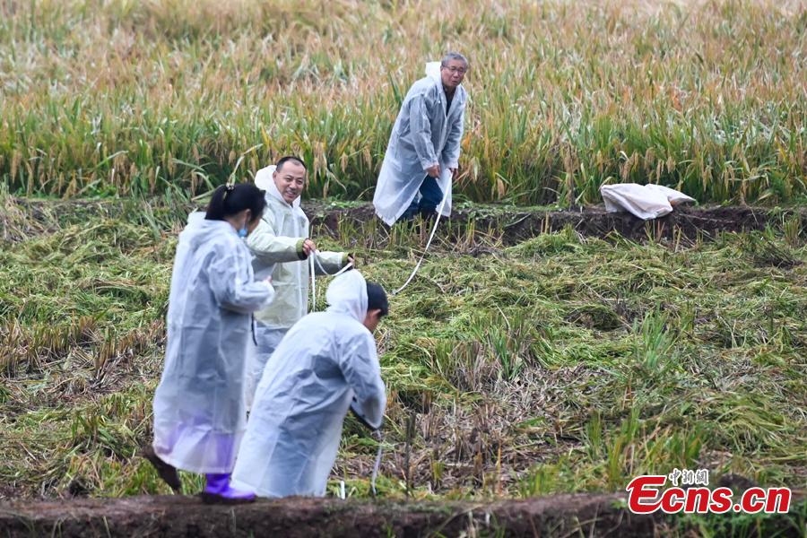 Terceira geração de arroz híbrido chinês com resutlados favoráveis