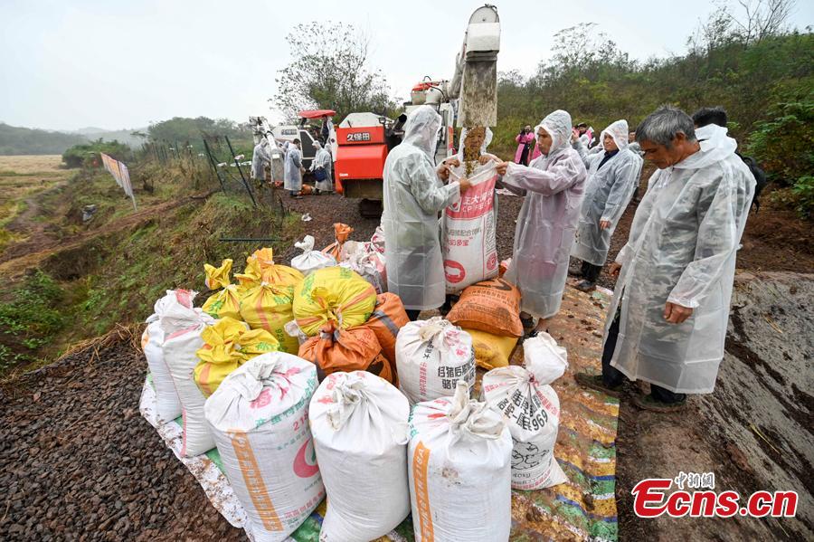 Terceira geração de arroz híbrido chinês com resutlados favoráveis