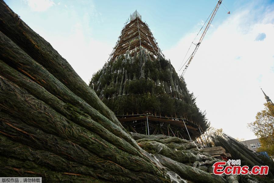 Construção de árvore de Natal na Alemanha será interrompida devido à pandemia