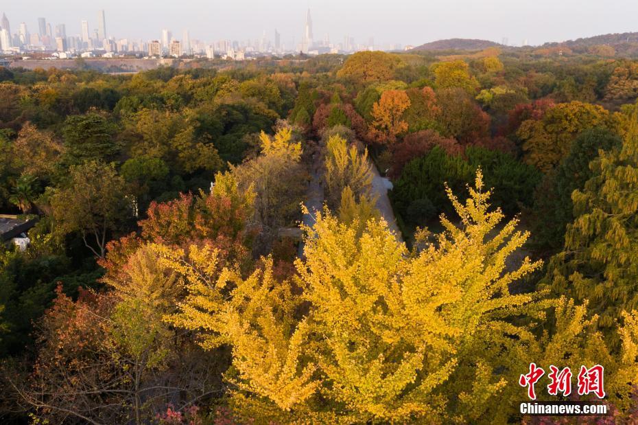 Galeria: paisagem outonal em Nanjing