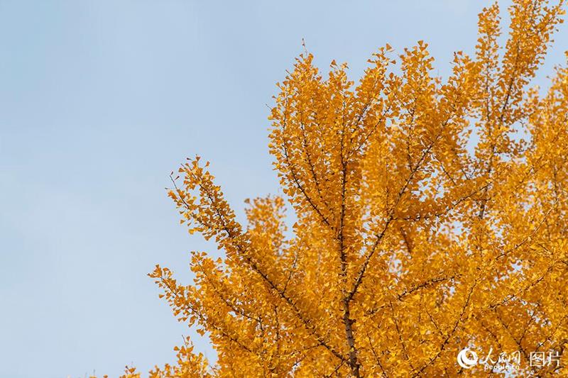 Galeria: paisagem outonal no início do inverno em Beijing