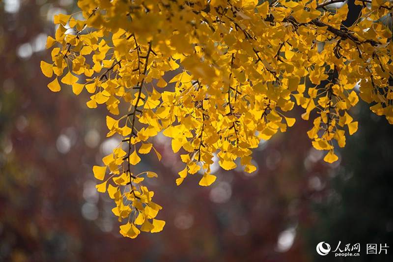 Galeria: paisagem outonal no início do inverno em Beijing