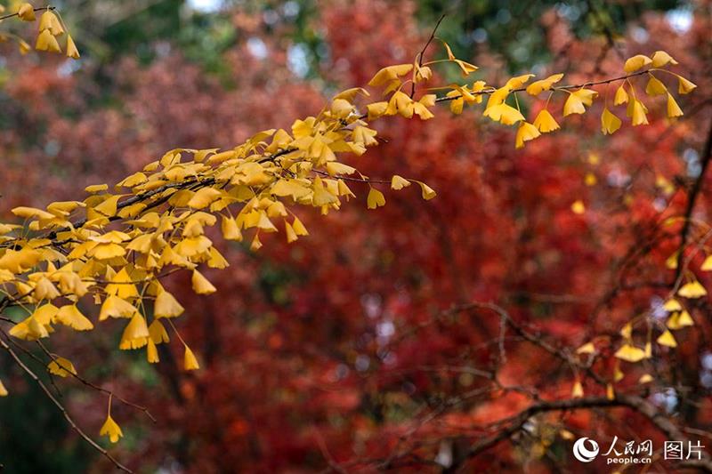 Galeria: paisagem outonal no início do inverno em Beijing