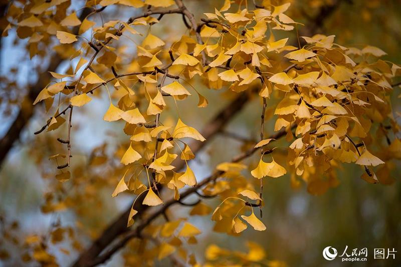 Galeria: paisagem outonal no início do inverno em Beijing