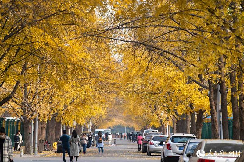 Galeria: paisagem outonal no início do inverno em Beijing