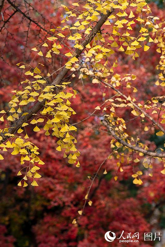 Galeria: paisagem outonal no início do inverno em Beijing