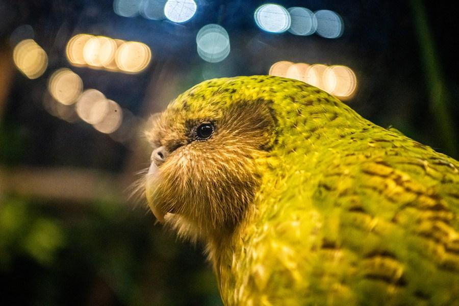 Kakapo é eleito Pássaro do Ano da Nova Zelândia em 2020