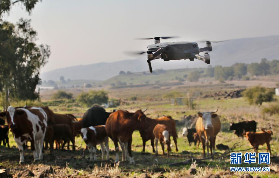 Galeria: pastagem por drones