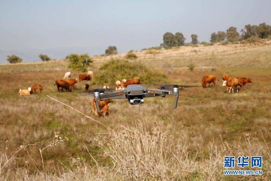Galeria: pastagem por drones