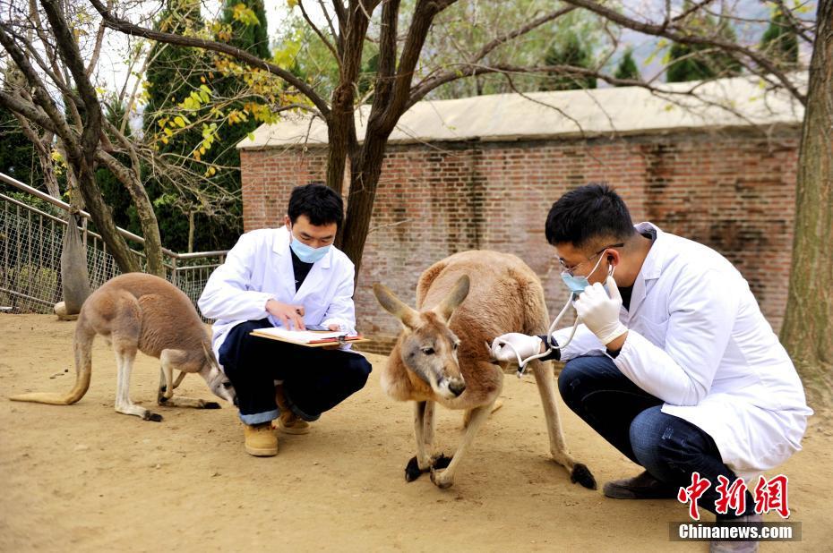 Qingdao: animais selvagens em jardim zoológico submetidos a exame médico