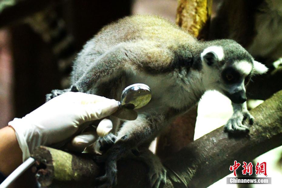 Qingdao: animais selvagens em jardim zoológico submetidos a exame médico