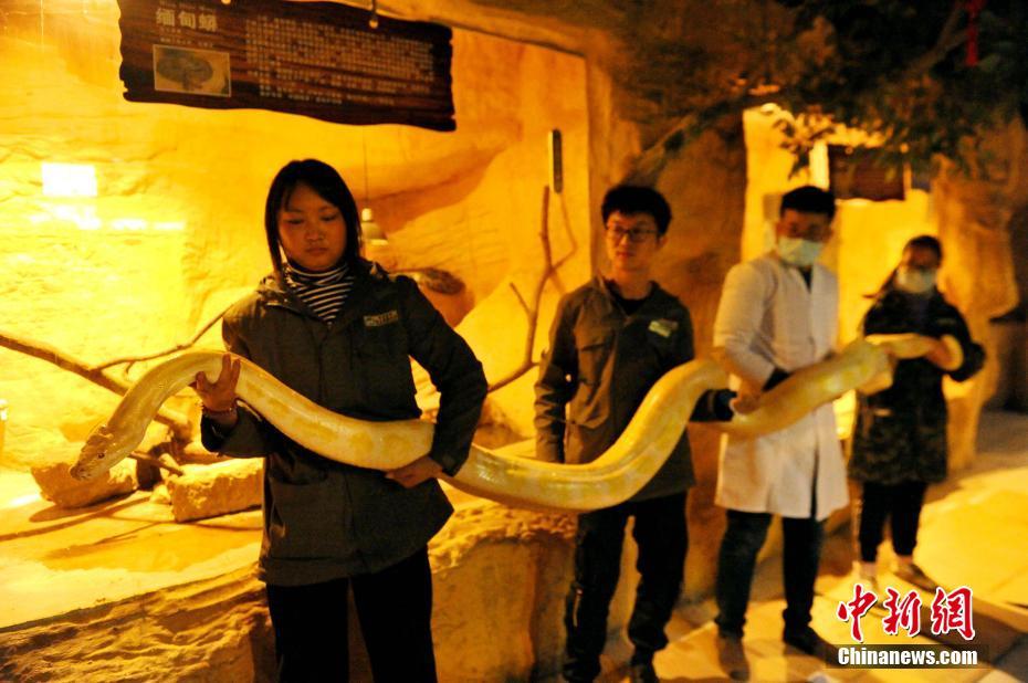 Qingdao: animais selvagens em jardim zoológico submetidos a exame médico