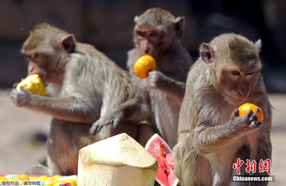 Tailândia: cidade de Lopburi realiza buffet anual dedicado aos macacos