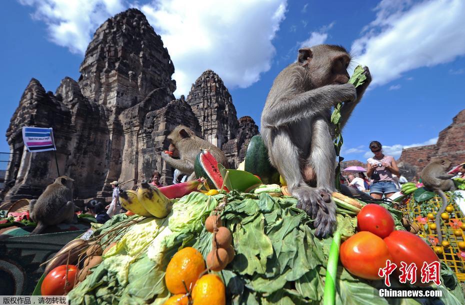 Tailândia: cidade de Lopburi realiza buffet anual dedicado aos macacos