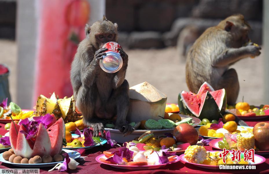 Tailândia: cidade de Lopburi realiza buffet anual dedicado aos macacos