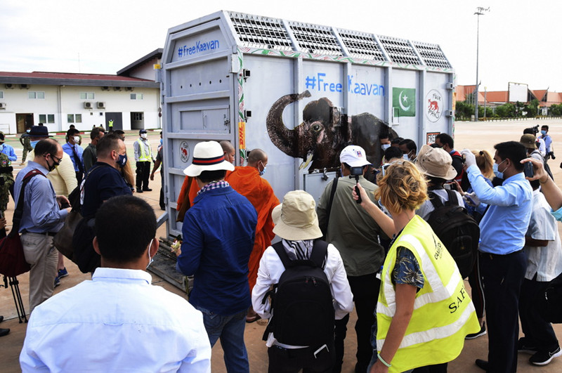 Elefante mais solitário do mundo chega ao Camboja