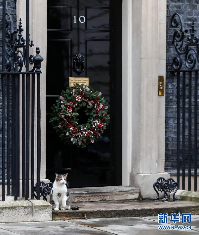 Inglaterra tem gato caçador de ratos “oficial”