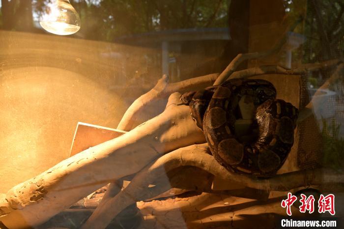 Jardim zoológico de Nanning ajuda animais a fugir do frio
