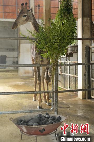 Jardim zoológico de Nanning ajuda animais a fugir do frio