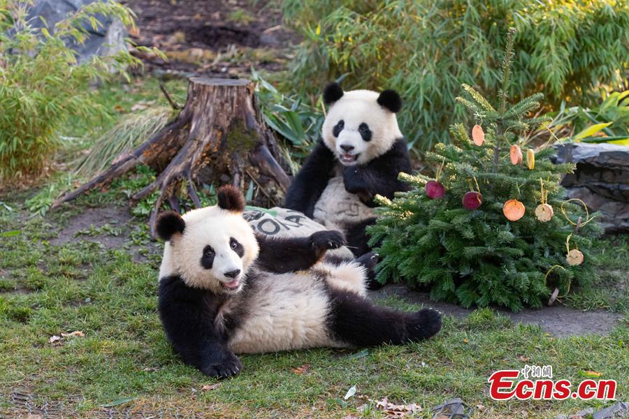 Pandas do zoológico de Berlim comemoram o Natal