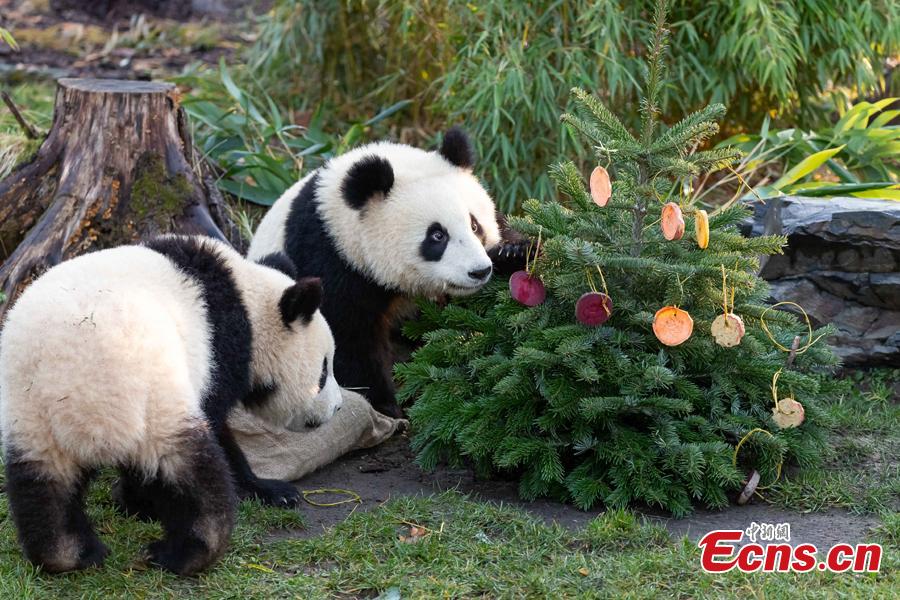 Pandas do zoológico de Berlim comemoram o Natal