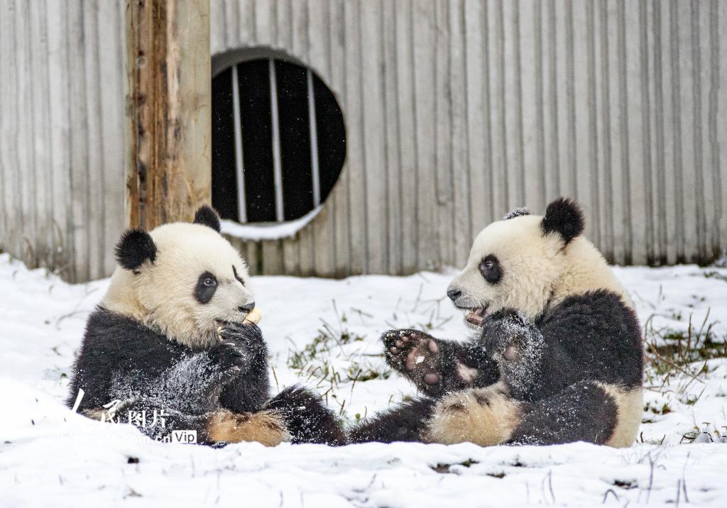 Galeria: pandas gigantes brincam na neve