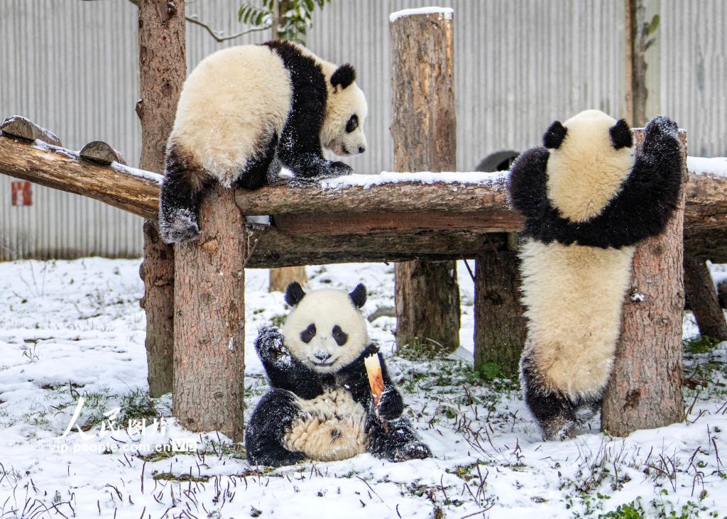 Galeria: pandas gigantes brincam na neve