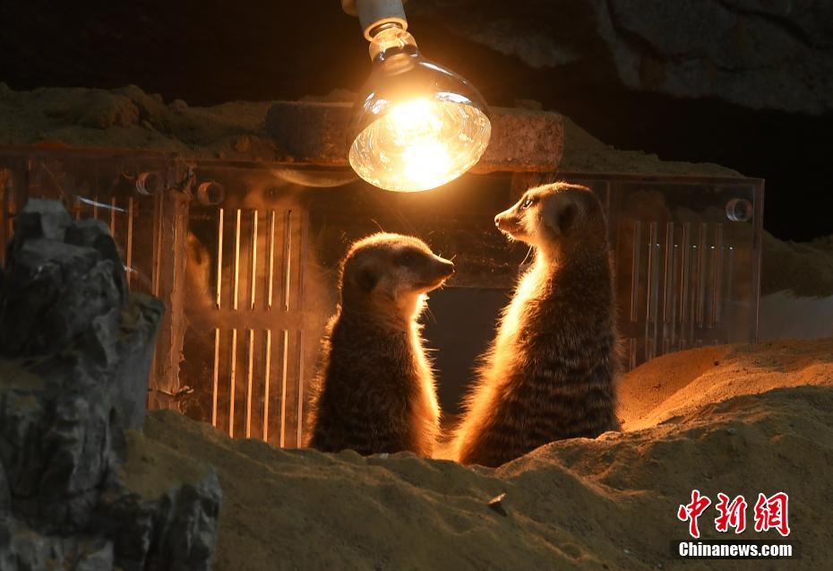 Jardim Zoológico de Chongqing ajuda animais a enfrentar o frio