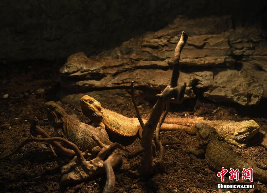 Jardim Zoológico de Chongqing ajuda animais a enfrentar o frio