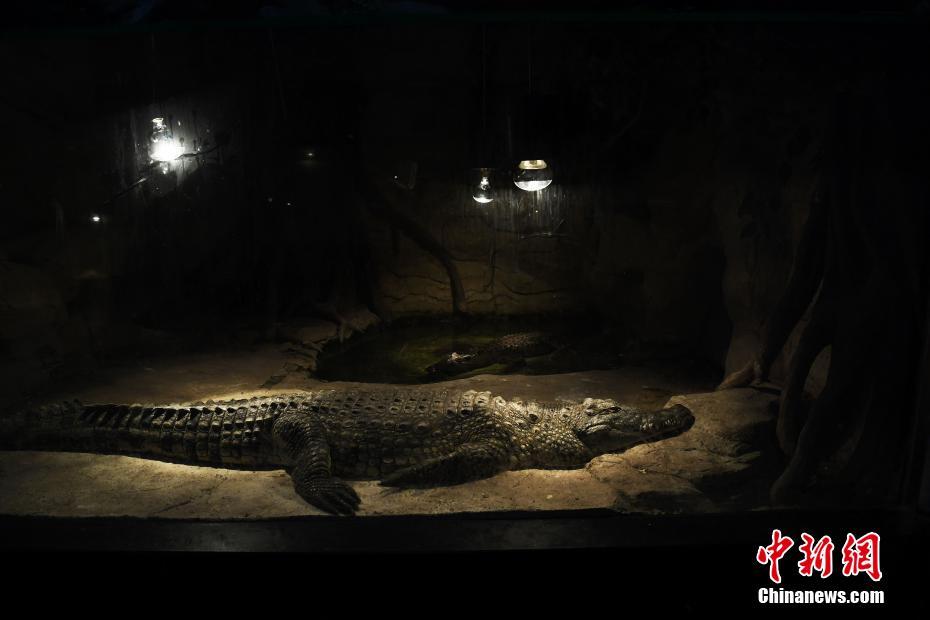 Jardim Zoológico de Chongqing ajuda animais a enfrentar o frio