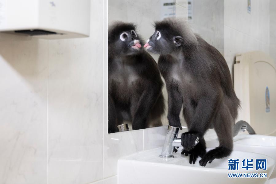 Macaco reage inesperadamente ao se olhar ao espelho em reserva natural singapurense