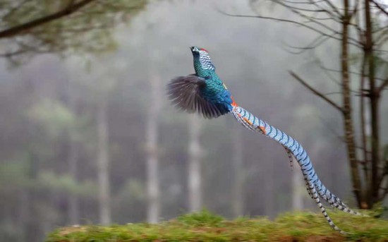 Número do faisões em ascensão em reserva natural de Yunnan