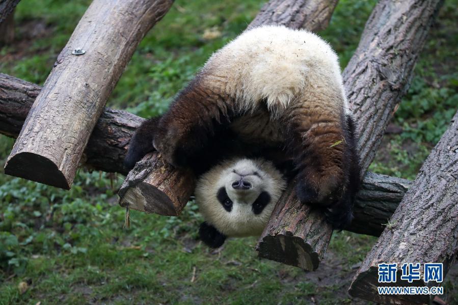 Galeria: família de cinco pandas gigantes na Bélgica