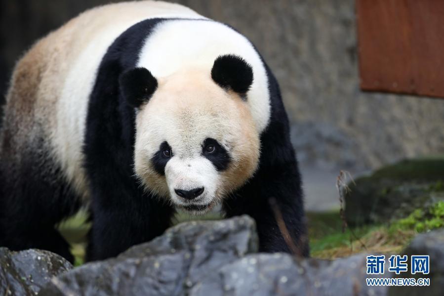 Galeria: família de cinco pandas gigantes na Bélgica