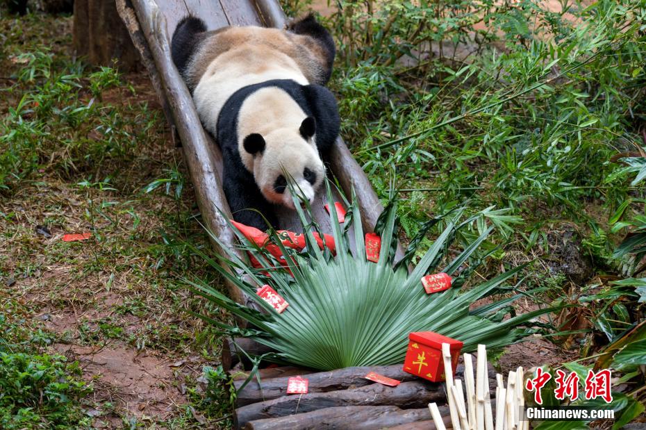 Galeria: pandas gigantes em Hainan “comemoram” Festival da Primavera