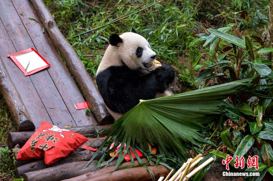 Galeria: pandas gigantes em Hainan “comemoram” Festival da Primavera