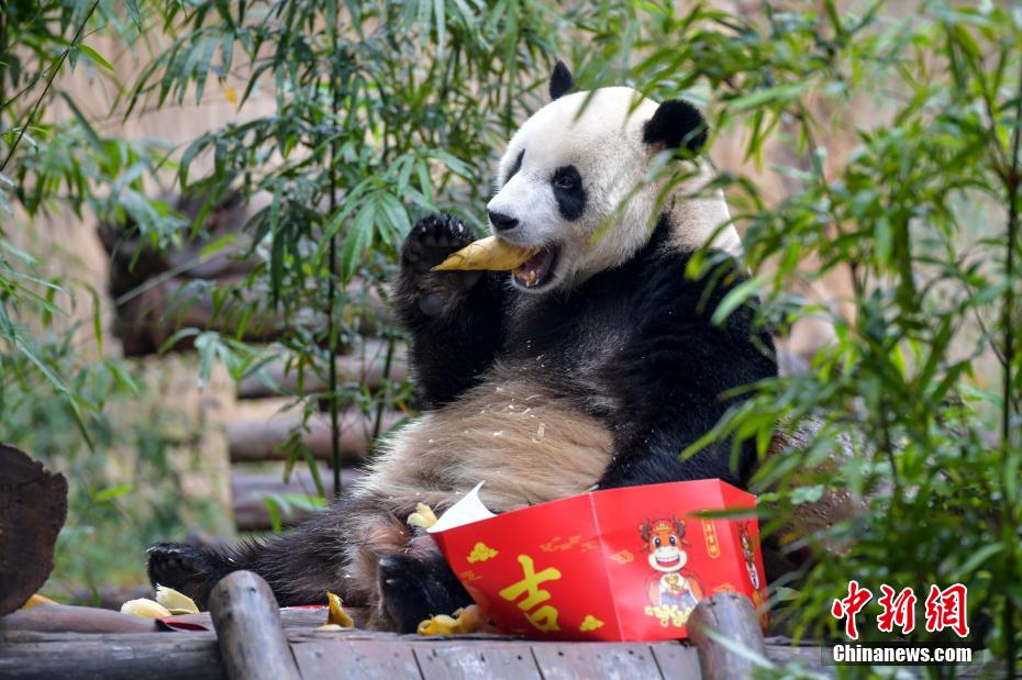 Galeria: pandas gigantes em Hainan “comemoram” Festival da Primavera