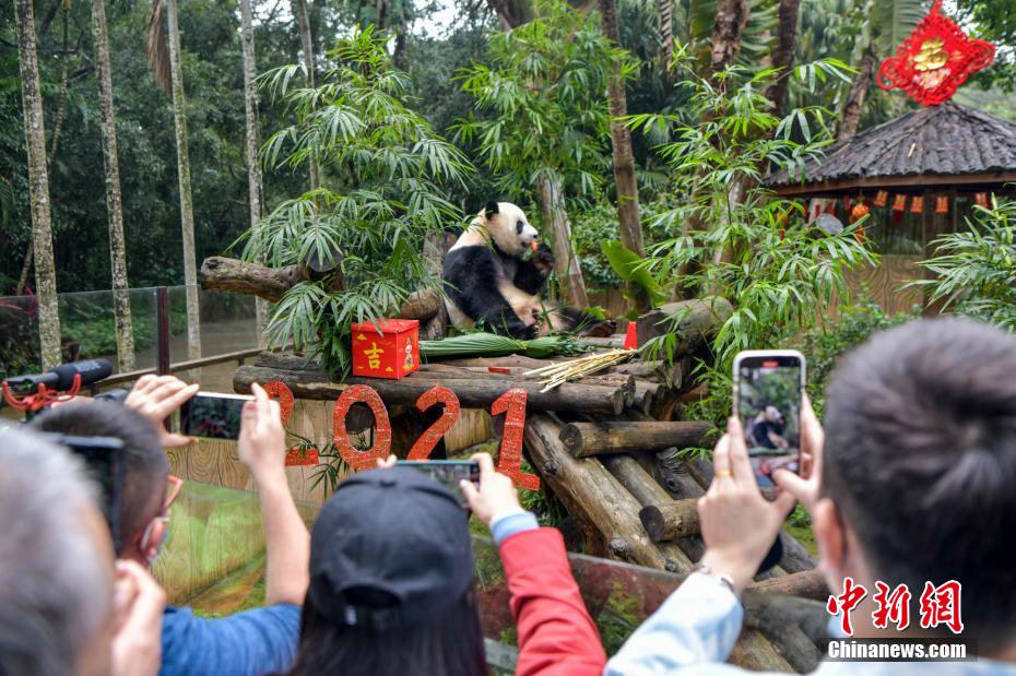 Galeria: pandas gigantes em Hainan “comemoram” Festival da Primavera