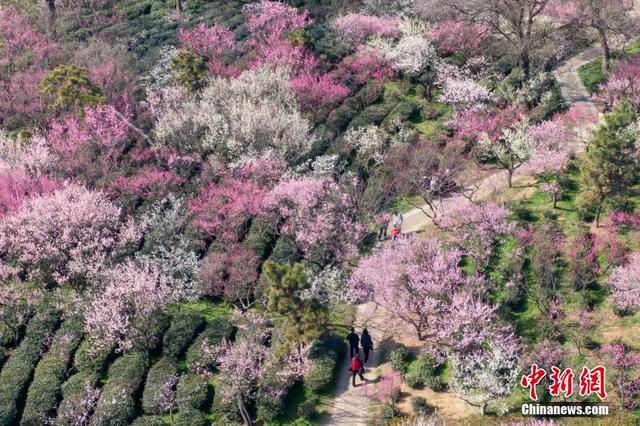 Nanjing: Montanha de Flores de Ameixa atrai visitantes

