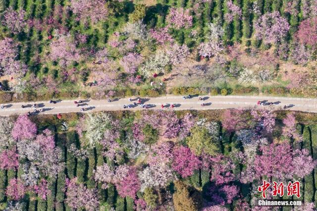 Nanjing: Montanha de Flores de Ameixa atrai visitantes

