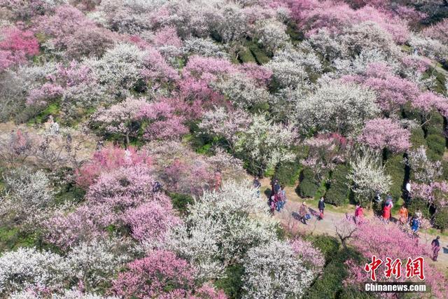 Nanjing: Montanha de Flores de Ameixa atrai visitantes

