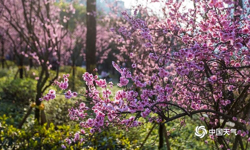 Galeria: monotrilho atravessa “mar de flores” em Chongqing